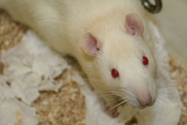Scientists regenerate spinal cord in injured rats with stem cells