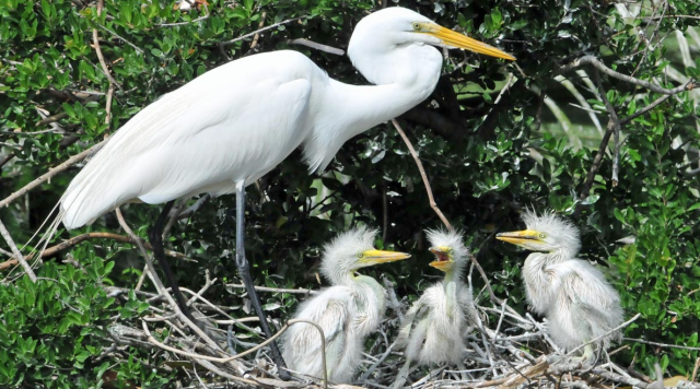This Florida egret doesn't mind tossing a few of its chicks to the alligators.