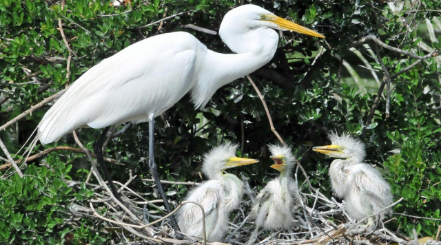 baby egret bird