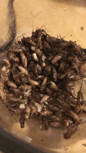 As the "chicken of the bug world," crickets would feature prominently in this meal.