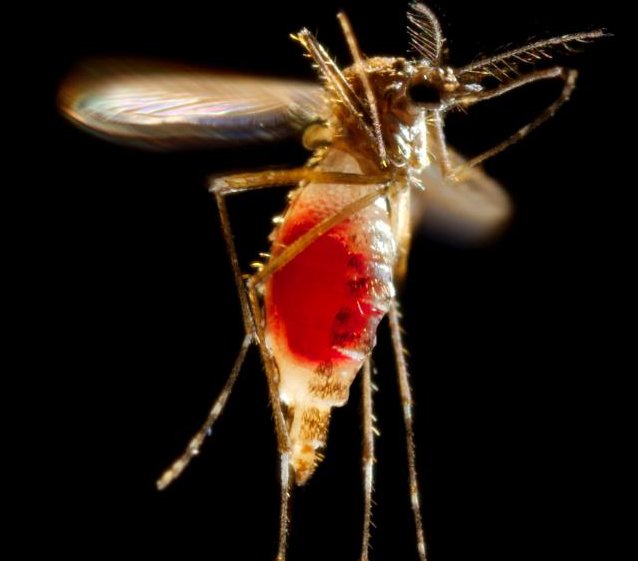 A female Aedes aegypti mosquito flies away after a blood meal.
