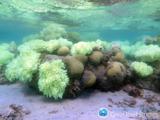 Coral are bleaching along the entire Great Barrier Reef