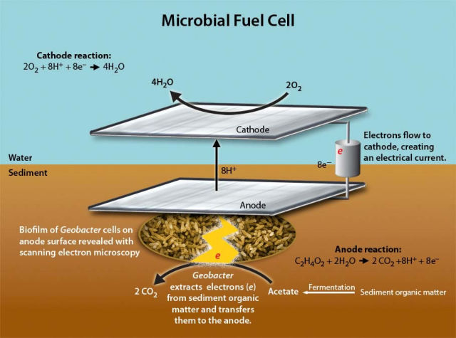 Scheme of a microbial fuel cell running on acetate, half of the bacterial battery described here.