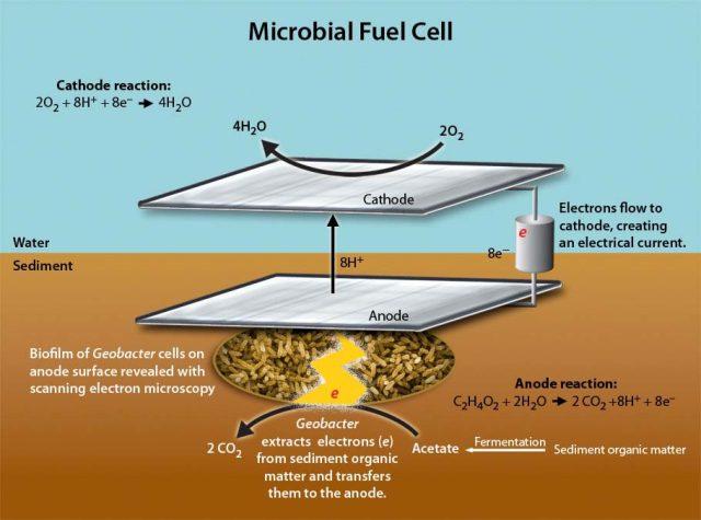 Silver-infused bacteria make fuel cells more efficient 