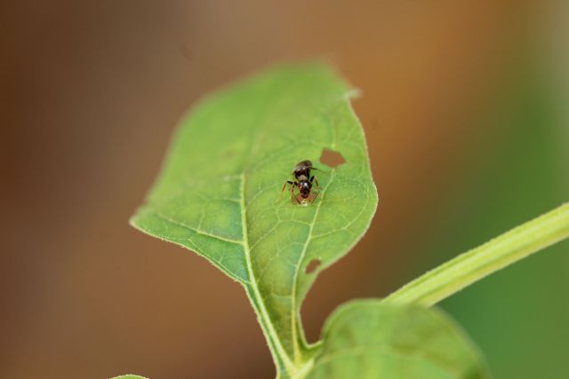 When pests bite, a nightshade plant bleeds ant food