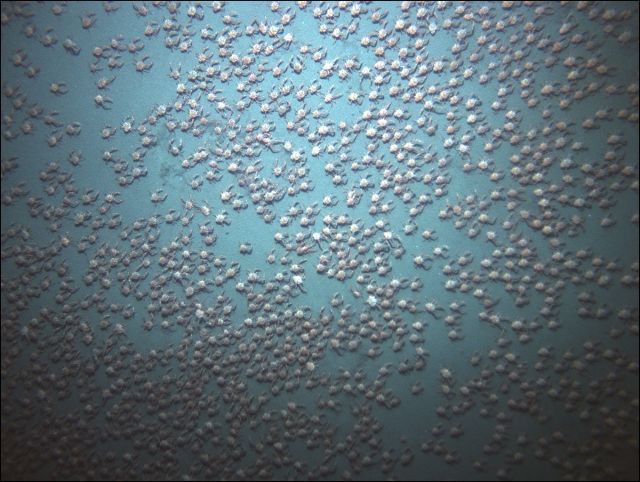 In the densest patch of crabs, there were more than 77 of the creatures per square meter. This picture was taken by the ROV camera.