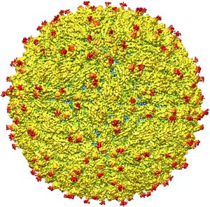 A view of the Zika virus surface showing protruding envelope glycoproteins (red).