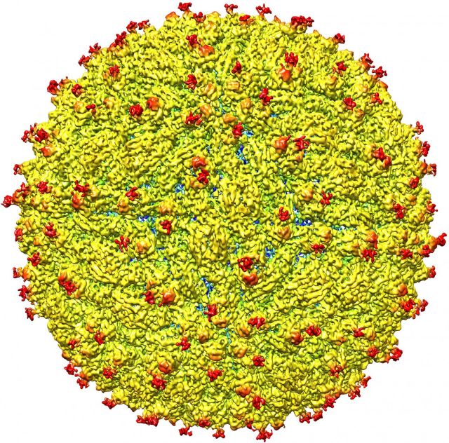 A representation of the surface of the Zika virus with protruding envelope glycoproteins (red) shown.