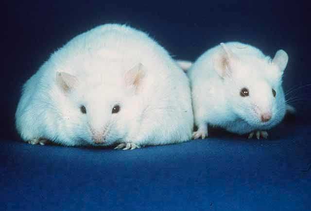 Scientists find cure for type 2 diabetes in rodents, don't know how it works