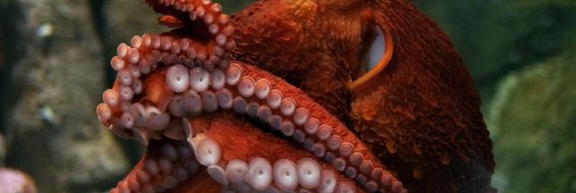 You are currently viewing Understanding the octopus and its relationships with people