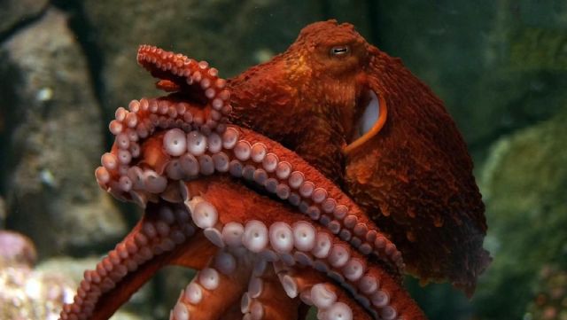A giant Pacific octopus shows its colors at the Monterey Bay Aquarium.