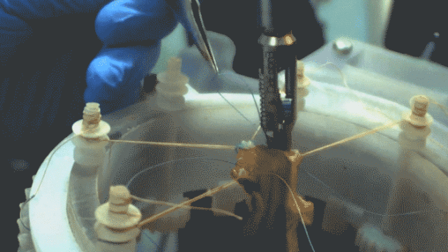 A GIF of the Smart Tissue Autonomous Robot (STAR) in action. Peter Kim and colleagues at Children’s National Medical Center have designed STAR, a supervised autonomous robot that can perform soft tissue surgery, shown here using pig intestinal tissue.