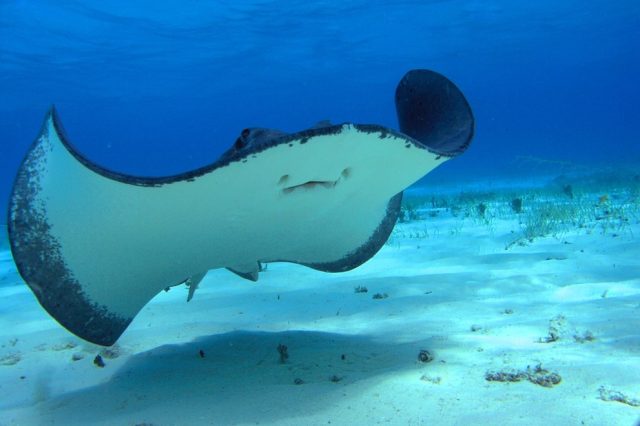 Authorities finally confirm stingray use in the UK—in Scottish prisons