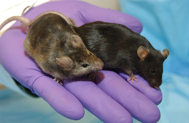 Probiotics on the brain: One gut microbe reverses autism-like symptoms in mice