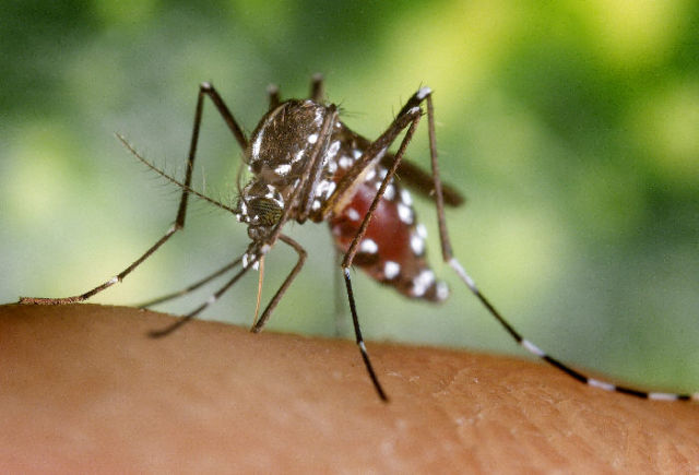 First experimental Zika vaccine gets nod from FDA, moves to human trials