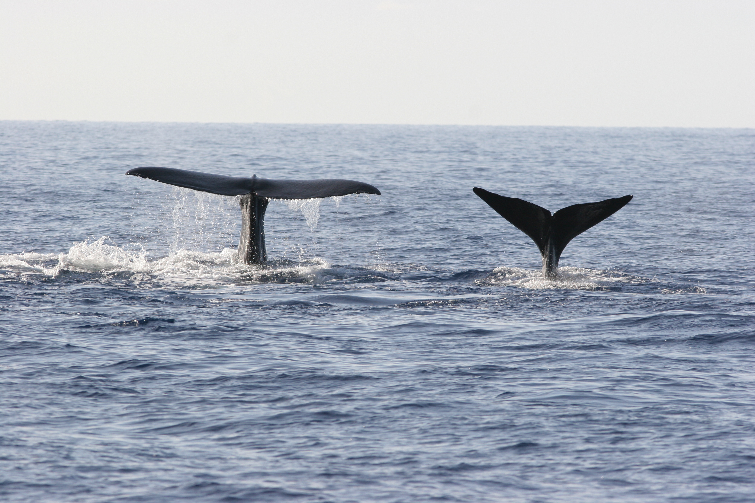Hal Whitehead New evidence that sperm whales form clans with diverse cultures ...