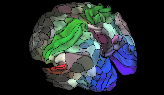 The image shows a 180-area multimodal human cortical parcellation on the left and right hemisphere surfaces. Colors indicate the extent to which the areas are associated in the resting state with auditory (red), sensation (green), visual (blue). (The brain, <a href=