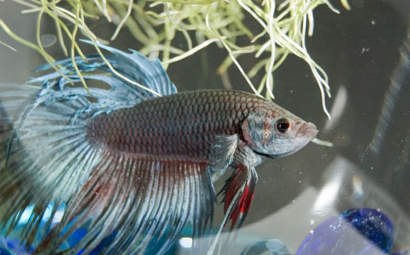 Judge tosses lawsuit over 1-star Yelp review for overfeeding pet fish