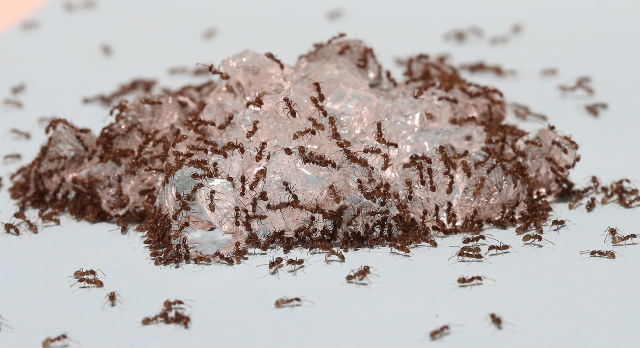Meet the worst ants in the world