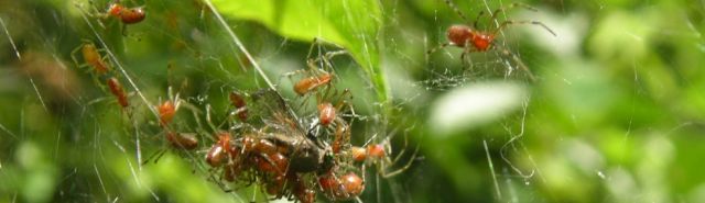 Social spiders may overshare when food gets scarce