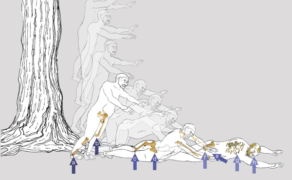 Here you can see an illustration of what Lucy's fall would have been like. "We hypothesize that Lucy fell from a tall tree, landing feet-first and twisting to the right, with arrows indicating the sequence and types of fractures," write the authors in Nature.