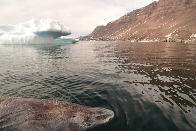 Radiocarbon dating finds a Greenland shark that could be 400 years old