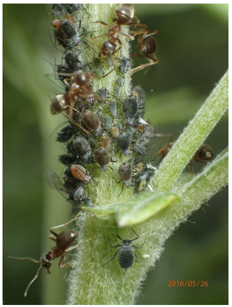 Here you can see some of the ants and mugwort aphids that the researchers studied. The "red" aphids appear brown and orange, while the "green" ones appear green and black. 