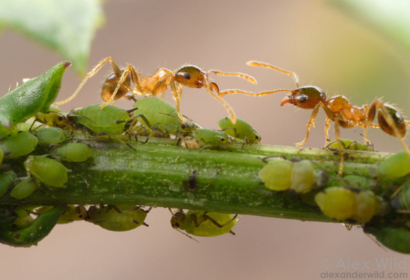 Ants from the species <em>Pheidole megacephala</em> tending aphids. They protect the tiny insects from predators and milk them for a sugary fluid called honeydew.