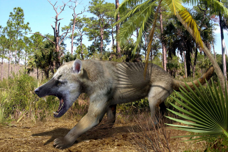 Amphicyon, or the beardog, was a predator that roamed North America for millions of years. This early relative of both dogs and bears evolved from fox-sized animals to massive megafauna before going extinct roughly 2.5 million years ago.