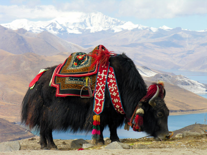 Behold, the majestic yak. Rumor has it Ars staffer Megan Geuss is thinking of switching to Ubuntu in order to be one step closer to her spirit animal.