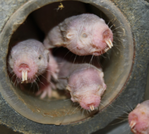 Three naked mole rats crowd through a tunnel together. The rodents live tightly packed in burrows beneath the desert and have evolved to feel no pain from heat sensitivity.
