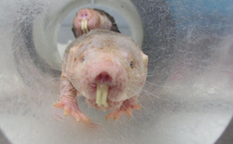 This naked mole rat may look a little goofy, but it lives more than 30 years, almost never gets cancer and is impervious to burns.  In addition, it does not feel pain from heat.  Welcome your new overlord of hairless rodents.