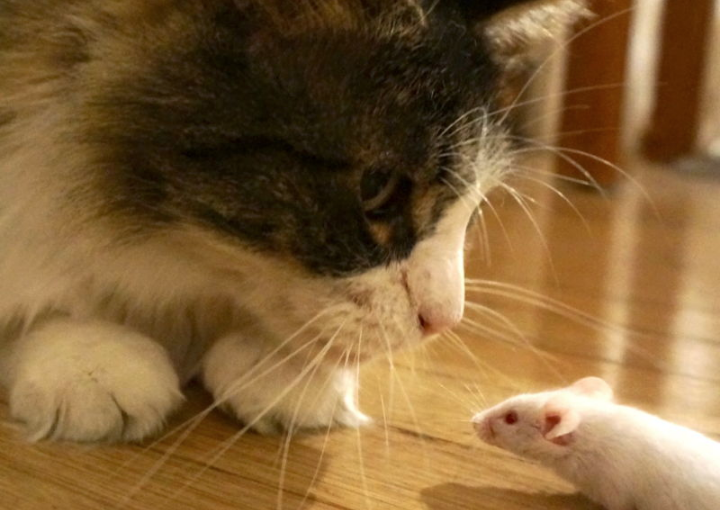 Feline Parasites Influence Rat Behavior but What About Cat Lovers?