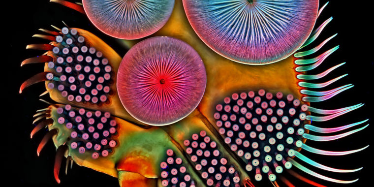 A sense of scale: the best microscopy of 2016