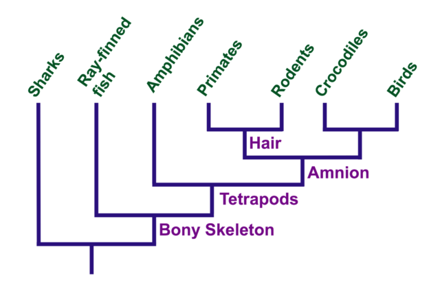 A tree derived from the chart above, showing where different features appeared in the past.