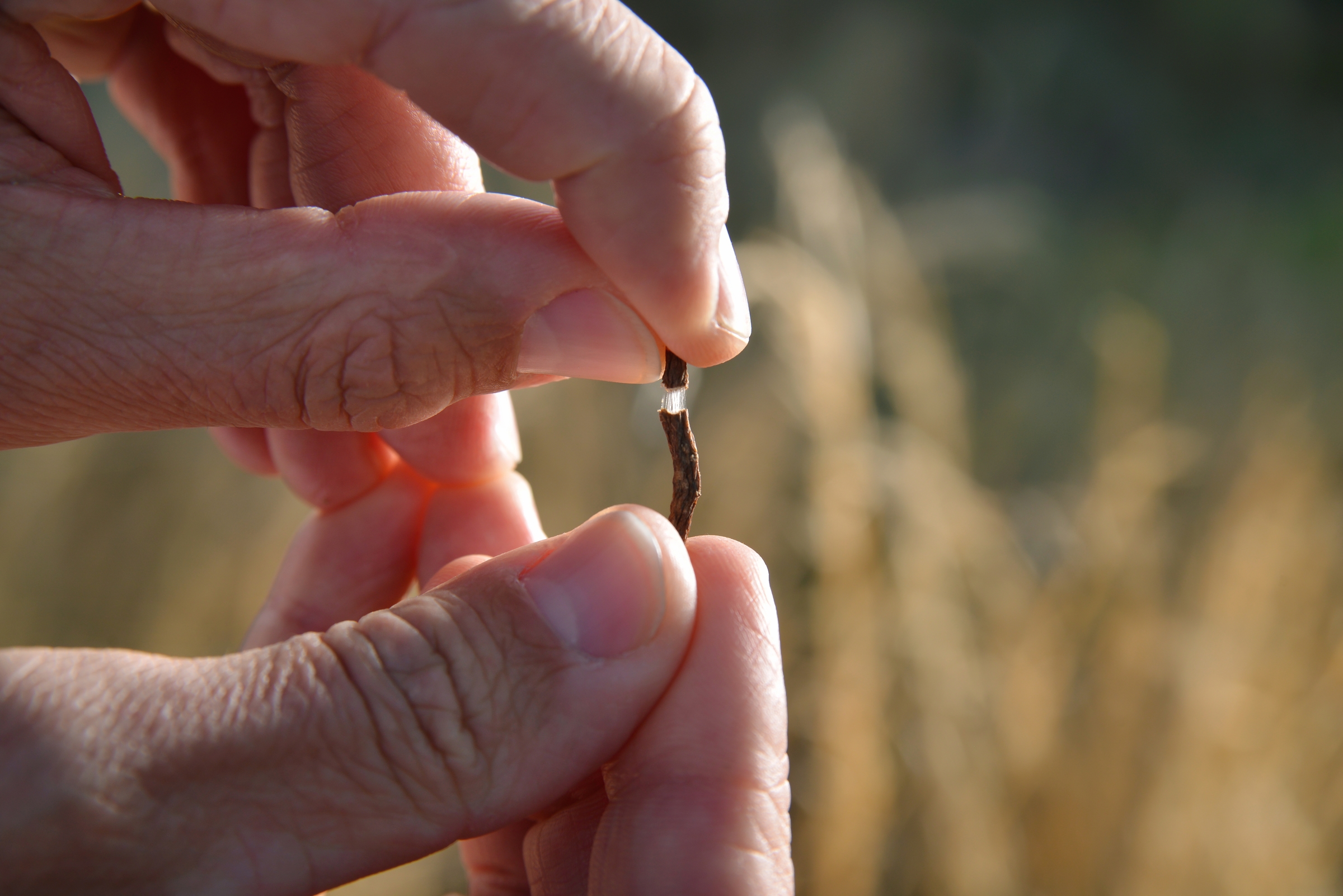 The Secret Ingredient In Continental s Future Tires Dandelions Ars 