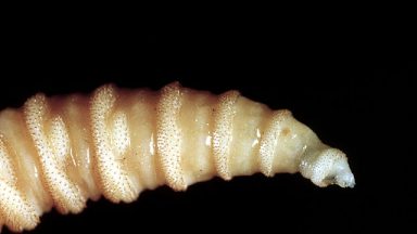 Texas Braces for Battle Against Invasive Flesh-Eating Flies