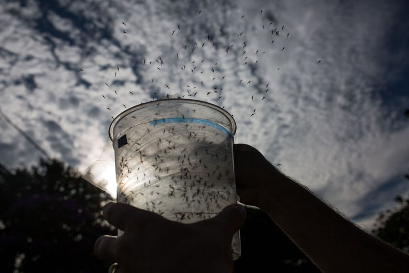 Piracaba, Brazil: A Biologist releases genetically modified mosquitos.