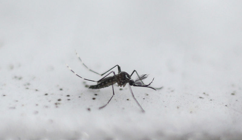 Extreme closeup image of a mosquito.