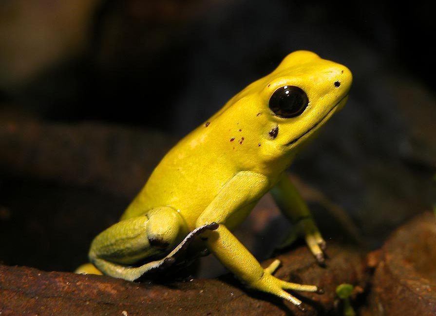 The poison arrow frog's toxin has an anti-toxic evil twin - Ars
