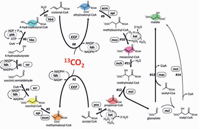 The new cycle in all its glory. Note that the same enzyme uses carbon dioxide at two points in the pathway, meaning each turn of the cycle uses two molecules of the gas.