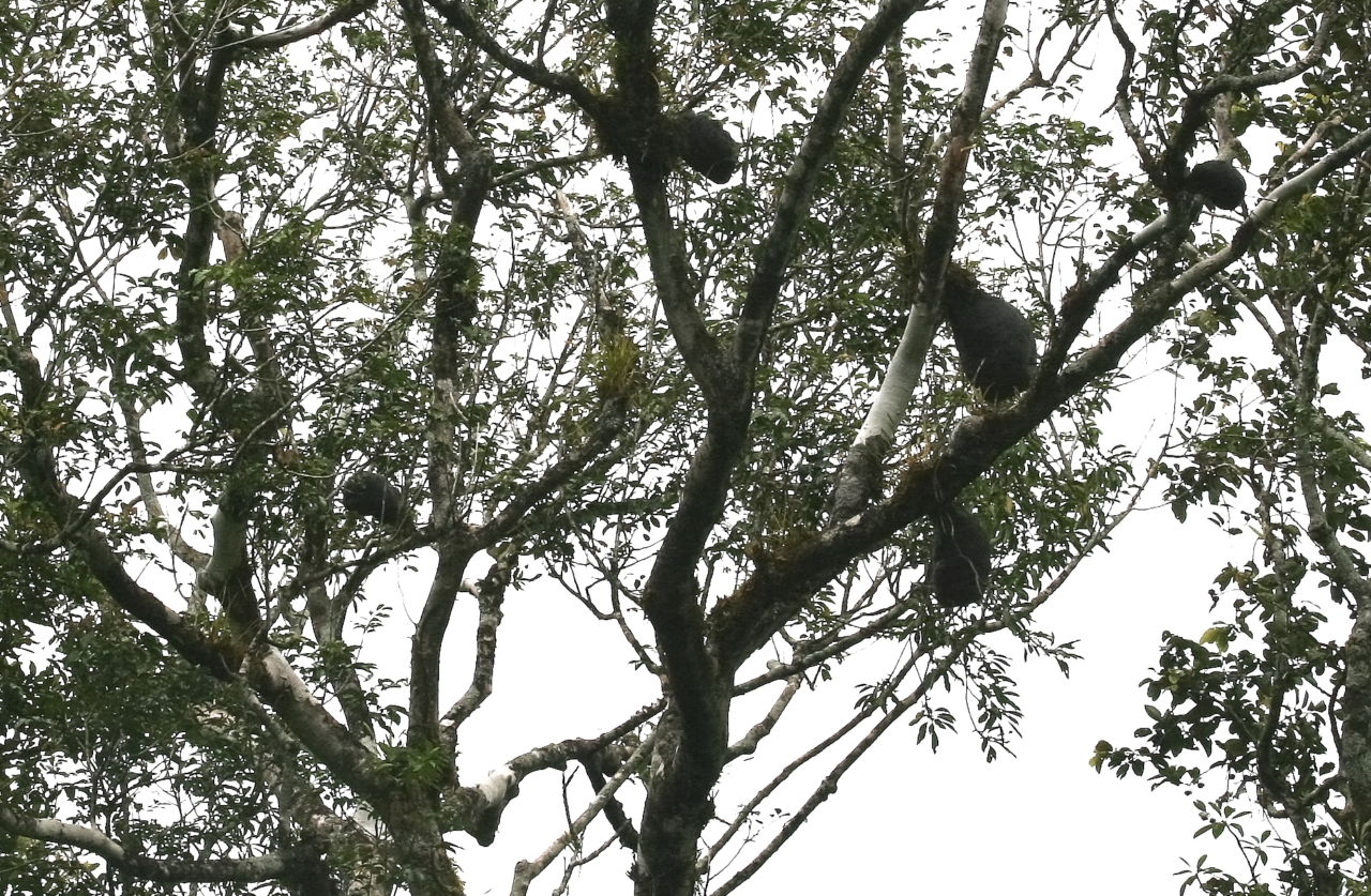 A tree full of <em>Squamellaria</em> plants in Fiji. Each one has been carefully grown by ants, who live inside the plants' fleshy interior. It's like James and the Giant Peach, except not giant.