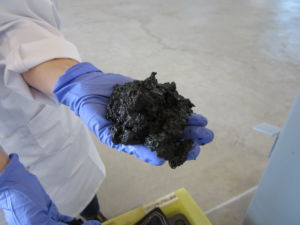 Sludge from Metro Vancouver’s wastewater treatment plant has been dewatered prior to conversion to biocrude oil at Pacific Northwest National Laboratory. 