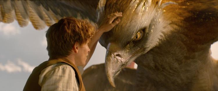 Newt Scamander with an endangered bird he's hoping to release back into its native habitat in Arizona.