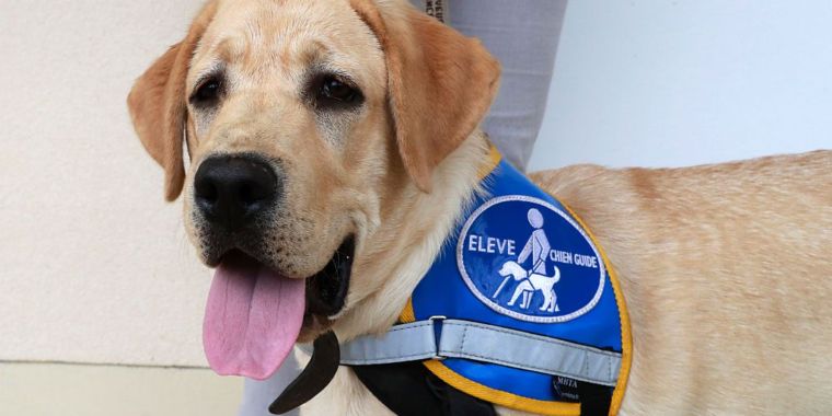 Lawyers who sued Uber over service animals will get $2.38M fee award ...