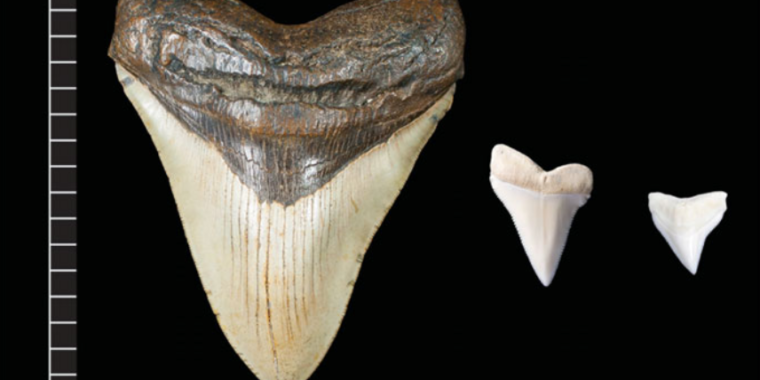 Megalodon wasn’t as chonky as a great white shark, experts say