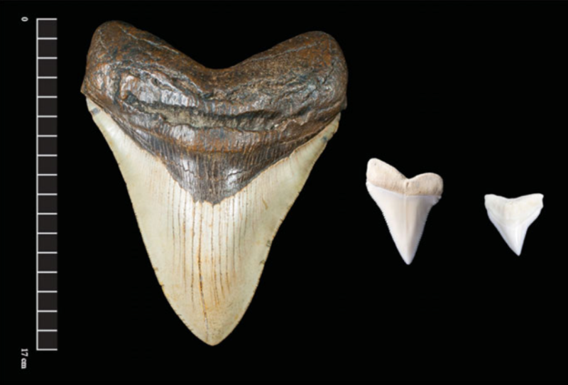 Estos son los tipos de dientes de tiburón descubiertos en sitios de enterramiento y otros restos ceremoniales de las comunidades mayas del interior.  De izquierda a derecha, hay un diente de megalodón fosilizado, un diente de tiburón blanco y un diente de tiburón toro. 