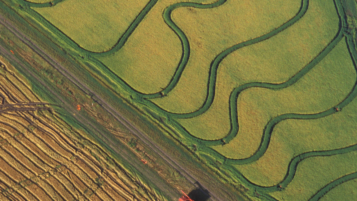 Future rice yield losses due to climate change could be extreme - Ars ...