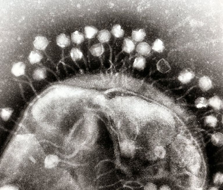 Viruses latch on to a cell, setting off a competition for a successful infection.
