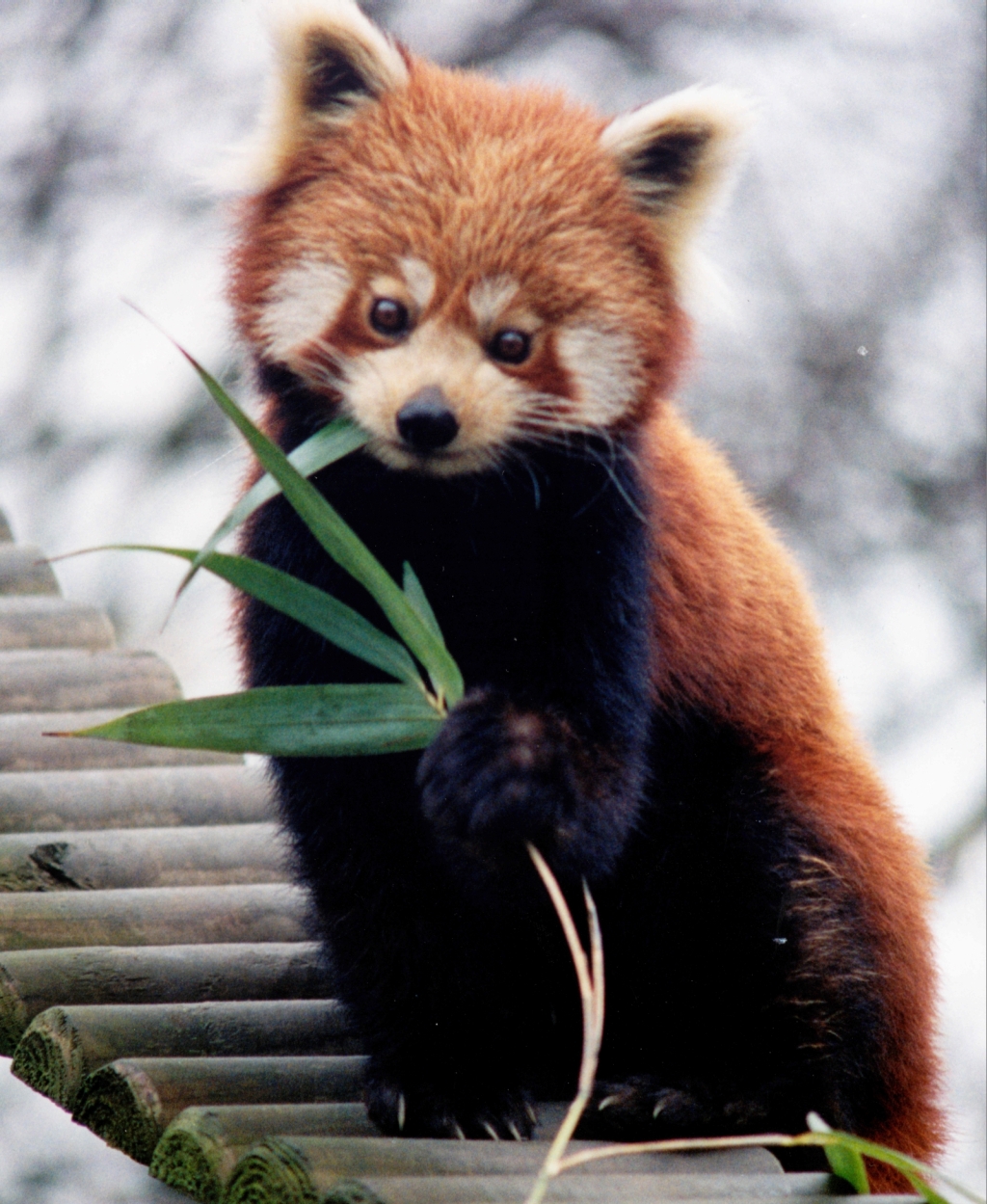Red panda and giant panda genomes show convergent evolution | Ars Technica